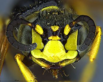 Media type: image;   Entomology 13759 Aspect: head frontal view
